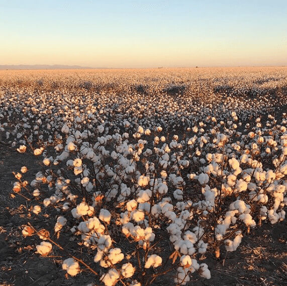 Cotton Flowers